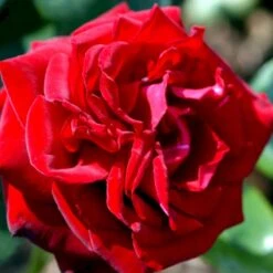 'Ingrid Bergman'® Rosa X 'Ingrid Bergman'® (Storblomstrende) A-Kvalitet,- Barrods Roser Min. 3 Grene 8 'Ingrid Bergman'® Rosa X 'Ingrid Bergman'® (Storblomstrende) A-Kvalitet,- Barrods Roser Min. 3 Grene -Plantetorvet p2046 51301 rosa x ingrid bergman storblomstrende b32e