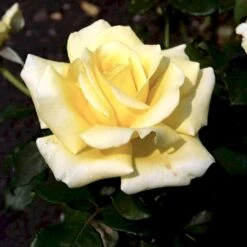 'Kaj Munk'™ Rosa X 'Kaj Munk'™ (storblomstrende) A-Kvalitet,- Barrods Roser Min. 3 Grene -Plantetorvet p2048 51311 rosa x kaj munk storblomstrende 2ef7