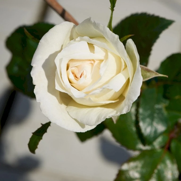 'Karen Blixen'™ Rosa X 'Karen Blixen'™ (Storblomstrende) A-Kvalitet,- barrods roser min. 3 grene 'Karen Blixen'™ Rosa X 'Karen Blixen'™ (Storblomstrende) A-Kvalitet,- Barrods Roser Min. 3 Grene -Plantetorvet p2049 51313 rosa x karen blixen storblomstrende d408