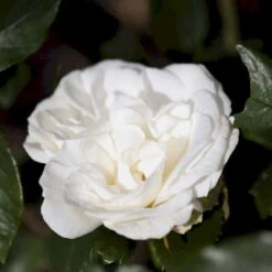 'Karen Blixen'™ Rosa X 'Karen Blixen'™ (Storblomstrende) A-Kvalitet,- Barrods Roser Min. 3 Grene 5 'Karen Blixen'™ Rosa X 'Karen Blixen'™ (Storblomstrende) A-Kvalitet,- Barrods Roser Min. 3 Grene -Plantetorvet p2049 51314 rosa x karen blixen storblomstrende 671d