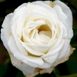 'Karen Blixen'™ Rosa X 'Karen Blixen'™ (Storblomstrende) A-Kvalitet,- Barrods Roser Min. 3 Grene 7 'Karen Blixen'™ Rosa X 'Karen Blixen'™ (Storblomstrende) A-Kvalitet,- Barrods Roser Min. 3 Grene -Plantetorvet p2049 51316 rosa x karen blixen storblomstrende 09c1