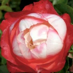 'Nostalgie'® Rosa X 'Nostalgie'® (Storblomstrende) A-Kvalitet,- Barrods Roser Min. 3 Grene 5 'Nostalgie'® Rosa X 'Nostalgie'® (Storblomstrende) A-Kvalitet,- Barrods Roser Min. 3 Grene -Plantetorvet p2056 51345 rosa x nostalgie storblomstrende 046e
