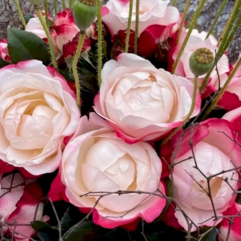 'Nostalgie'® Rosa X 'Nostalgie'® (Storblomstrende) A-Kvalitet,- barrods roser min. 3 grene 'Nostalgie'® Rosa X 'Nostalgie'® (Storblomstrende) A-Kvalitet,- Barrods Roser Min. 3 Grene -Plantetorvet p2056 51346 rosa x nostalgie storblomstrende 8802