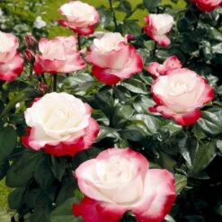 'Nostalgie'® Rosa X 'Nostalgie'® (Storblomstrende) A-Kvalitet,- Barrods Roser Min. 3 Grene 7 'Nostalgie'® Rosa X 'Nostalgie'® (Storblomstrende) A-Kvalitet,- Barrods Roser Min. 3 Grene -Plantetorvet p2056 53987 rosa x nostalgie storblomstrende fcdc