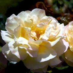 'Peace' Rosa X 'Peace' A-Kvalitet,- Barrods Roser Min. 3 Grene -Plantetorvet p2059 51355 rosa x peace bc28