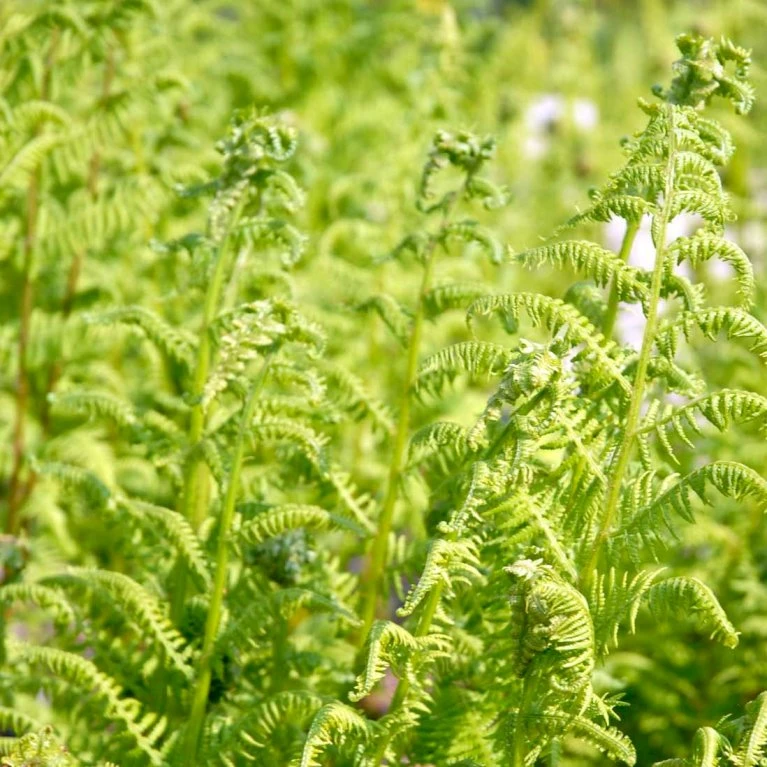 Fjerbregne Athyrium Filix-femina 1 liter potte Fjerbregne Athyrium Filix-femina 1 Liter Potte -Plantetorvet p205 50926 athyrium filix femina db51