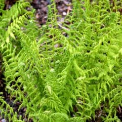 Fjerbregne Athyrium Filix-femina 1 Liter Potte 4 Fjerbregne Athyrium Filix-femina 1 Liter Potte -Plantetorvet p205 50927 athyrium filix femina cc7e