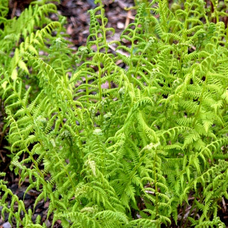 Fjerbregne Athyrium Filix-femina 1 liter potte Fjerbregne Athyrium Filix-femina 1 Liter Potte -Plantetorvet p205 50927 athyrium filix femina cc7e