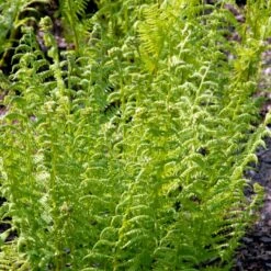 Fjerbregne Athyrium Filix-femina 1 Liter Potte 5 Fjerbregne Athyrium Filix-femina 1 Liter Potte -Plantetorvet p205 50928 athyrium filix femina 61e1