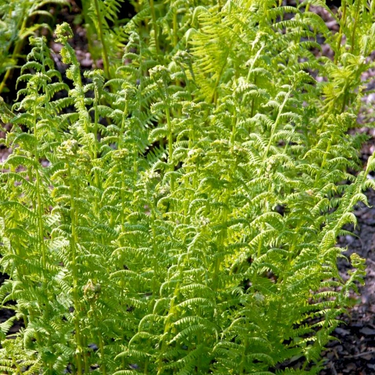 Fjerbregne Athyrium Filix-femina 1 liter potte Fjerbregne Athyrium Filix-femina 1 Liter Potte -Plantetorvet p205 50928 athyrium filix femina 61e1