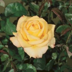 'Peer Gynt'® Rosa X 'Peer Gynt'® (Storblomstrende) A-Kvalitet,- Barrods Roser Min. 3 Grene -Plantetorvet p2060 53624 rosa x peer gynt storblomstrende 590f