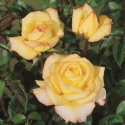 'Peer Gynt'® Rosa X 'Peer Gynt'® (Storblomstrende) A-Kvalitet,- Barrods Roser Min. 3 Grene -Plantetorvet p2060 53625 rosa x peer gynt storblomstrende 0406