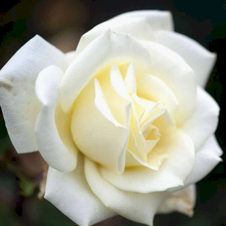 'Polarstern'® Rosa X 'Polarstern'® (Storblomstrende) A-Kvalitet,- barrods roser min. 3 grene 'Polarstern'® Rosa X 'Polarstern'® (Storblomstrende) A-Kvalitet,- Barrods Roser Min. 3 Grene -Plantetorvet p2063 51359 rosa x polarstern storblomstrende c110