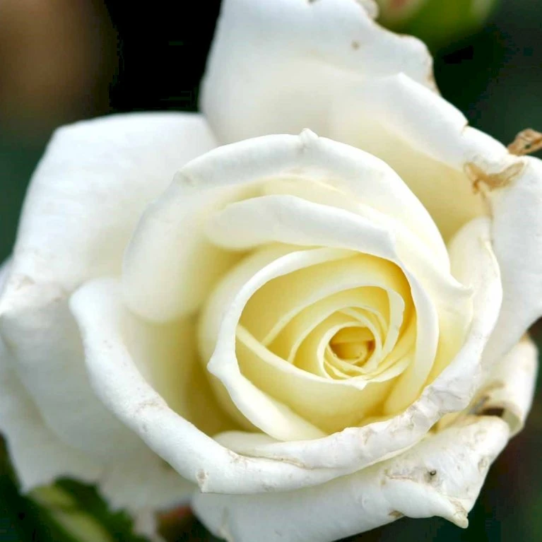 'Polarstern'® Rosa X 'Polarstern'® (Storblomstrende) A-Kvalitet,- barrods roser min. 3 grene 'Polarstern'® Rosa X 'Polarstern'® (Storblomstrende) A-Kvalitet,- Barrods Roser Min. 3 Grene -Plantetorvet p2063 51360 rosa x polarstern storblomstrende cf05