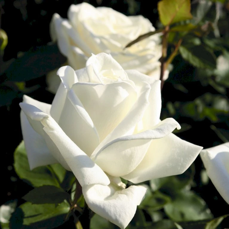 'Polarstern'® Rosa X 'Polarstern'® (Storblomstrende) A-Kvalitet,- barrods roser min. 3 grene 'Polarstern'® Rosa X 'Polarstern'® (Storblomstrende) A-Kvalitet,- Barrods Roser Min. 3 Grene -Plantetorvet p2063 53989 rosa x polarstern storblomstrende 2777