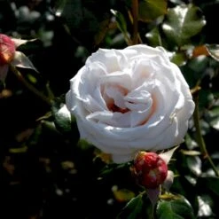 'Royal Copenhagen'™ Rosa X 'Royal Copenhagen'™ (Storblomstrende) A-Kvalitet,- Barrods Roser Min. 3 Grene -Plantetorvet p2066 51375 rosa x royal copenhagen storblomstrende 9c36