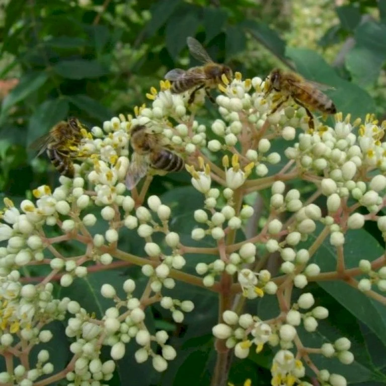 Bi-træ/Honningtræ Euodia Tetradium Danielli Ssp. Hupehensis Potte 2,0 liter,- Opbundet Bi-træ/Honningtræ Euodia Tetradium Danielli Ssp. Hupehensis Potte 2,0 Liter,- Opbundet -Plantetorvet p20699 48685 euodia tetradium danielli ssp hupehensis 6423