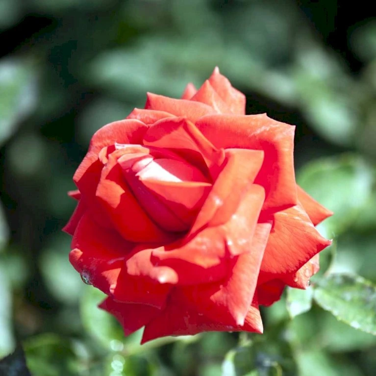 'Summer Holiday' Rosa X 'Summer Holiday' (storblomstrende) A-Kvalitet,- barrods roser min. 3 grene 'Summer Holiday' Rosa X 'Summer Holiday' (storblomstrende) A-Kvalitet,- Barrods Roser Min. 3 Grene -Plantetorvet p2069 51387 rosa x summer holiday storblomstrende 6789