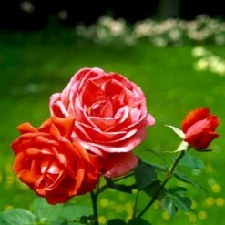 'Super Star'® Rosa X 'Super Star'® (Storblomstrende) A-Kvalitet,- Barrods Roser Min. 3 Grene -Plantetorvet p2070 51389 rosa x super star storblomstrende fa2a