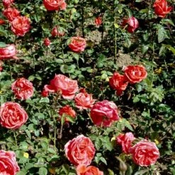 'Super Star'® Rosa X 'Super Star'® (Storblomstrende) A-Kvalitet,- Barrods Roser Min. 3 Grene -Plantetorvet p2070 51390 rosa x super star storblomstrende 9e6b