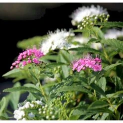 Spiræa 'Genpei' Spiraea Japonica 'Genpei' Potte 2,0 Liter,- 25-30 Cm. 4 Spiræa 'Genpei' Spiraea Japonica 'Genpei' Potte 2,0 Liter,- 25-30 Cm. -Plantetorvet p20712 41128 spiraea japonica genpei 0721