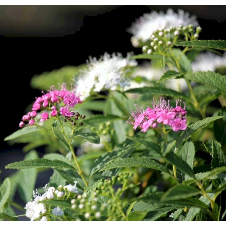 Spiræa 'Genpei' Spiraea Japonica 'Genpei' Potte 2,0 liter,- 25-30 cm. Spiræa 'Genpei' Spiraea Japonica 'Genpei' Potte 2,0 Liter,- 25-30 Cm. -Plantetorvet p20712 41128 spiraea japonica genpei 0721