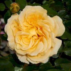 'Tivoli 150'™ Rosa X 'Tivoli 150'™ A-Kvalitet,- Barrods Roser Min. 3 Grene