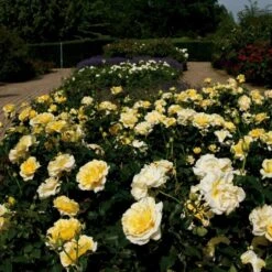 'Tivoli 150'™ Rosa X 'Tivoli 150'™ A-Kvalitet,- Barrods Roser Min. 3 Grene -Plantetorvet p2073 51395 rosa x tivoli 150 0108