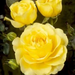 'Tivoli 150'™ Rosa X 'Tivoli 150'™ A-Kvalitet,- Barrods Roser Min. 3 Grene -Plantetorvet p2073 51397 rosa x tivoli 150 24f5