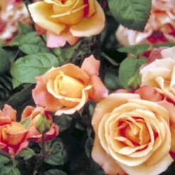 'Troika' Rosa X 'Troika' (Storblomstrende) A-Kvalitet,- Barrods Roser Min. 3 Grene -Plantetorvet p2074 51401 rosa x troika storblomstrende 4b96