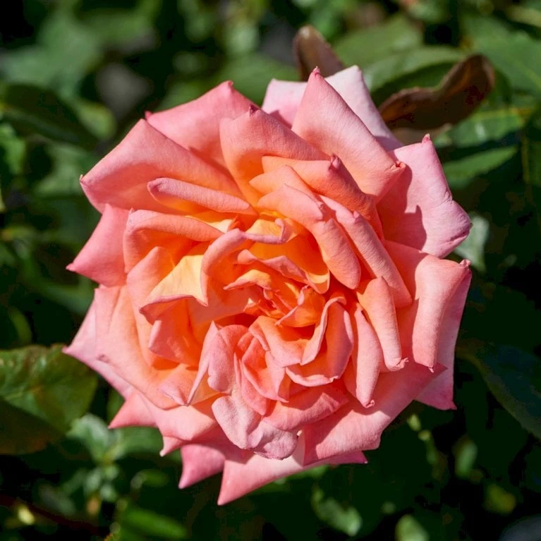 'Victor Borge'™ Rosa X 'Victor Borge'™ (Storblomstrende) A-Kvalitet,- barrods roser min. 3 grene 'Victor Borge'™ Rosa X 'Victor Borge'™ (Storblomstrende) A-Kvalitet,- Barrods Roser Min. 3 Grene -Plantetorvet p2076 51405 rosa x victor borge storblomstrende 7951