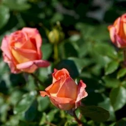 'Victor Borge'™ Rosa X 'Victor Borge'™ (Storblomstrende) A-Kvalitet,- Barrods Roser Min. 3 Grene 4 'Victor Borge'™ Rosa X 'Victor Borge'™ (Storblomstrende) A-Kvalitet,- Barrods Roser Min. 3 Grene -Plantetorvet p2076 51406 rosa x victor borge storblomstrende 3512