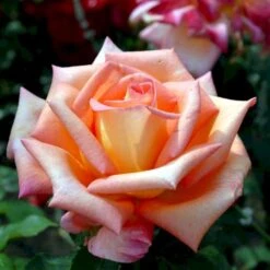 'Victor Borge'™ Rosa X 'Victor Borge'™ (Storblomstrende) A-Kvalitet,- Barrods Roser Min. 3 Grene 7 'Victor Borge'™ Rosa X 'Victor Borge'™ (Storblomstrende) A-Kvalitet,- Barrods Roser Min. 3 Grene -Plantetorvet p2076 51409 rosa x victor borge storblomstrende 5a55