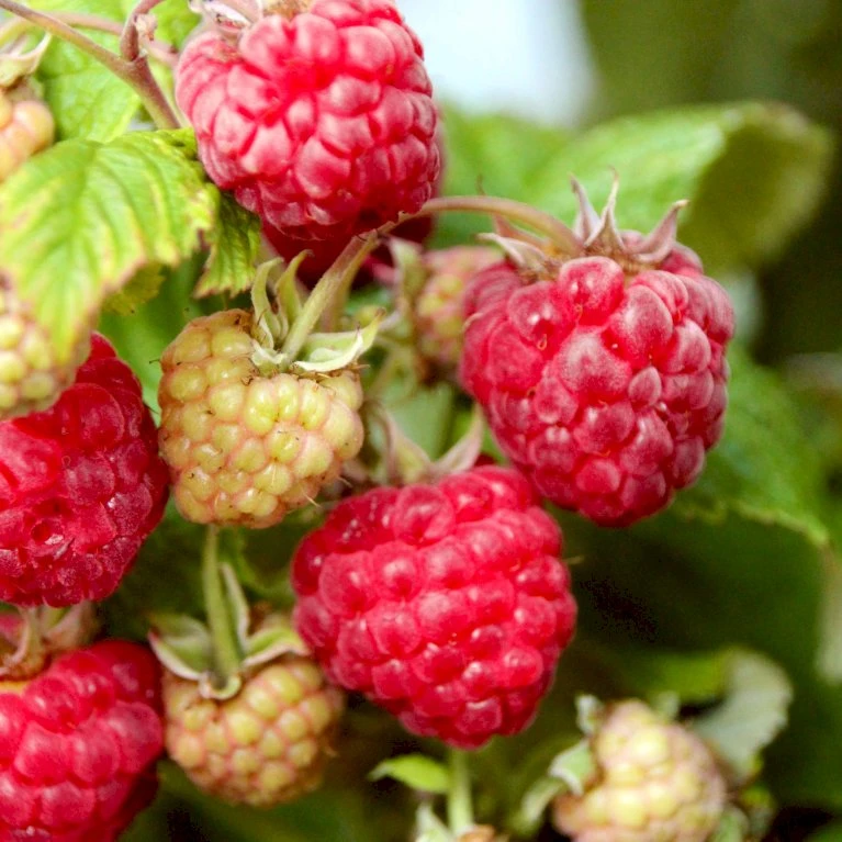 Efterårs Hindbær 'Aroma Queen'® Rubus Idaeus 'Aroma Queen'® Potte 3,0 liter,- Opbundet Efterårs Hindbær 'Aroma Queen'® Rubus Idaeus 'Aroma Queen'® Potte 3,0 Liter,- Opbundet -Plantetorvet p20797 50658 rubus idaeus aroma queen 3c23