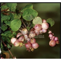 Rosa Snebær - Symphoricarpos X Doorenbosii 'Mother Of Pearl' - Hækplanter -Plantetorvet p2087 1631 symphoricarpos x doorenbosii mother of pearl 4fb8