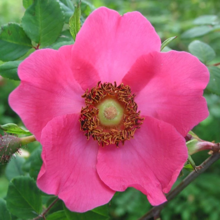 'Kristine' Rosa Moyesii 'Kristine' (Mandarinrose) A-Kvalitet,- barrods roser min. 3 grene 'Kristine' Rosa Moyesii 'Kristine' (Mandarinrose) A-Kvalitet,- Barrods Roser Min. 3 Grene -Plantetorvet p20933 53442 rosa moyesii kristine mandarinrose 9bca