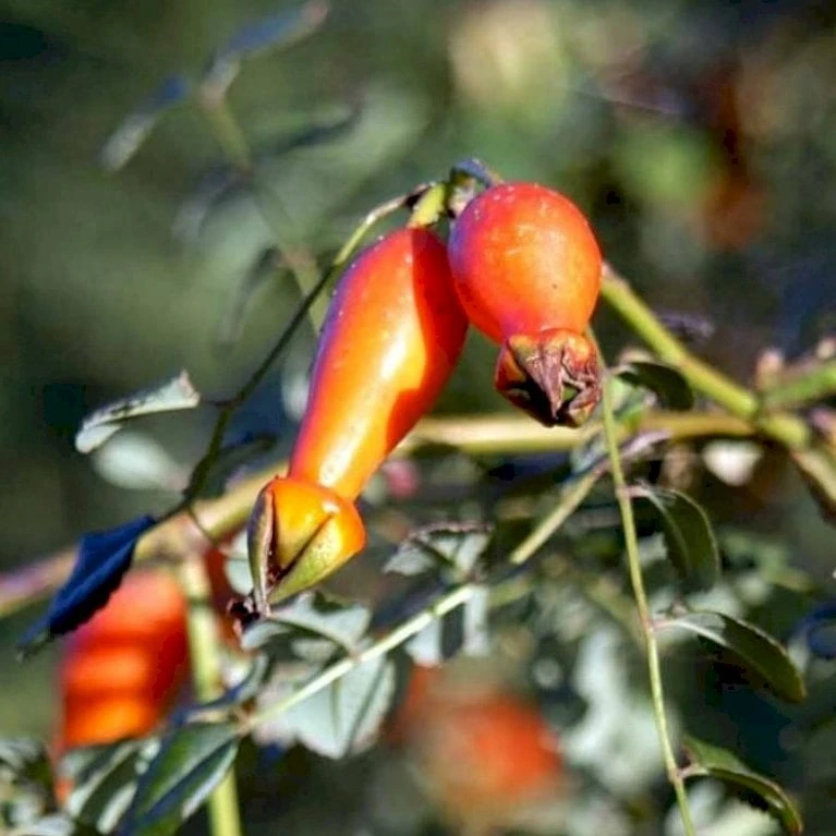 'Kristine' Rosa Moyesii 'Kristine' (Mandarinrose) A-Kvalitet,- barrods roser min. 3 grene 'Kristine' Rosa Moyesii 'Kristine' (Mandarinrose) A-Kvalitet,- Barrods Roser Min. 3 Grene -Plantetorvet p20933 53443 rosa moyesii kristine mandarinrose 44c0