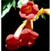 Trompetblomst 'Flamenco' Campsis Radicans 'Flamenco' Potte 2,0 Liter,- Opbundet
