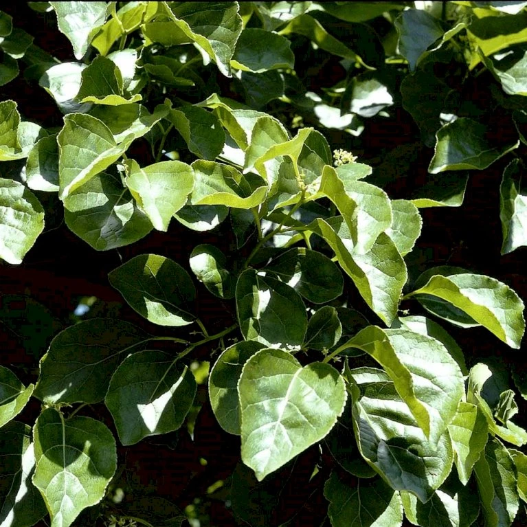 Træmorder 'Diana' Celastrus Orbiculatus 'Diana' (Hunplante) Potte 2,0 liter,- Opbundet Træmorder 'Diana' Celastrus Orbiculatus 'Diana' (Hunplante) Potte 2,0 Liter,- Opbundet -Plantetorvet p20957 48534 celastrus orbiculatus diana hunplante 3c5b