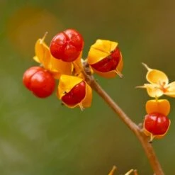 Træmorder 'Diana' Celastrus Orbiculatus 'Diana' (Hunplante) Potte 2,0 Liter,- Opbundet 4 Træmorder 'Diana' Celastrus Orbiculatus 'Diana' (Hunplante) Potte 2,0 Liter,- Opbundet -Plantetorvet p20957 50545 celastrus orbiculatus diana hunplante ff1a