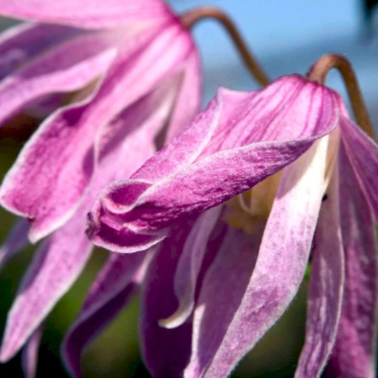'Constance' Clematis 'Constance' Potte 2,0 liter,- 3 bambus stokke 'Constance' Clematis 'Constance' Potte 2,0 Liter,- 3 Bambus Stokke -Plantetorvet p20969 47126 clematis constance 95e0