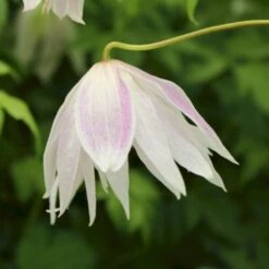 Klematis 'Rosy O´Grady' Clematis Macropetala 'Rosy O´Grady' Potte 2,0 Liter,- Opbundet 60-100 Cm