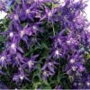Klematis 'Georg' Clematis Macropetala 'Georg' Potte 2,0 Liter,- Opbundet 60-100 Cm -Plantetorvet p20982 39074 clematis macropetala georg 3b76