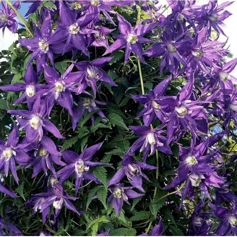 Klematis 'Georg' Clematis Macropetala 'Georg' Potte 2,0 liter,- Opbundet 60-100 cm Klematis 'Georg' Clematis Macropetala 'Georg' Potte 2,0 Liter,- Opbundet 60-100 Cm -Plantetorvet p20982 39074 clematis macropetala georg 3b76