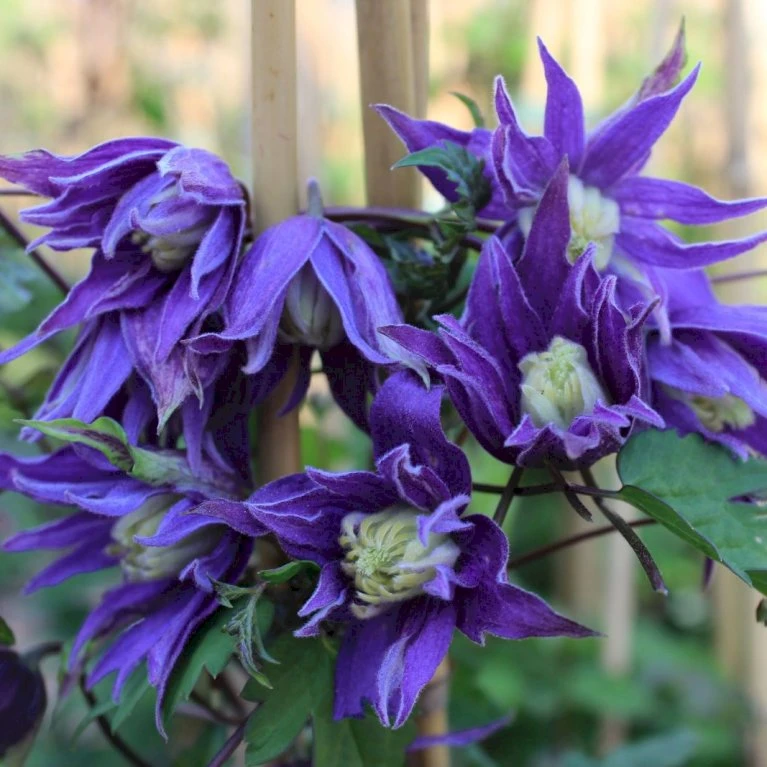 Klematis 'Georg' Clematis Macropetala 'Georg' Potte 2,0 liter,- Opbundet 60-100 cm Klematis 'Georg' Clematis Macropetala 'Georg' Potte 2,0 Liter,- Opbundet 60-100 Cm -Plantetorvet p20982 50575 clematis macropetala georg 385e