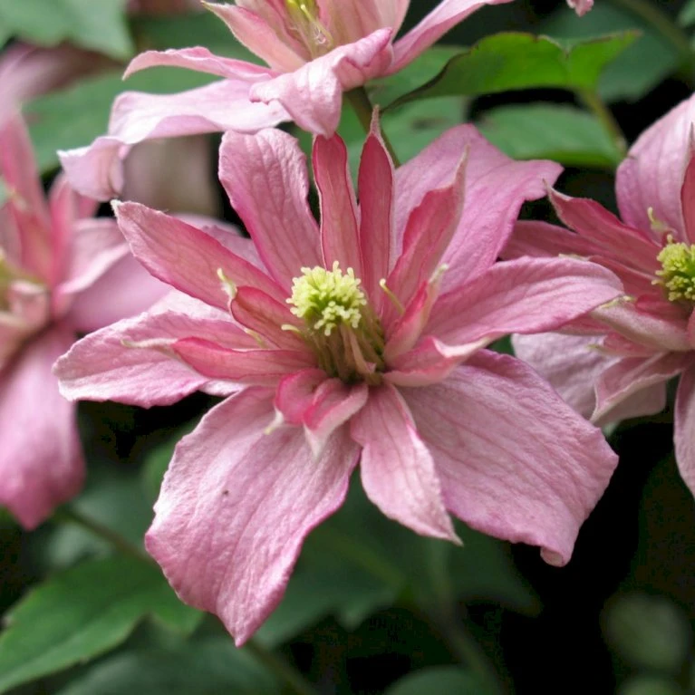 Bjerg-Skovranke 'Broughton Star' Clematis Montana 'Broughton Star' Potte 2,0 liter,- Opbundet 60-100 cm Bjerg-Skovranke 'Broughton Star' Clematis Montana 'Broughton Star' Potte 2,0 Liter,- Opbundet 60-100 Cm -Plantetorvet p20986 27717 clematis montana broughton star 100f