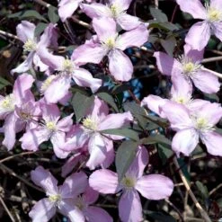 Bjerg-Skovranke 'Fragant Spring' Clematis Montana 'Fragant Spring' Potte 2,0 Liter,- Opbundet