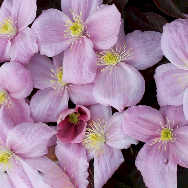 Bjerg-Skovranke 'Fragant Spring' Clematis Montana 'Fragant Spring' Potte 2,0 liter,- Opbundet Bjerg-Skovranke 'Fragant Spring' Clematis Montana 'Fragant Spring' Potte 2,0 Liter,- Opbundet -Plantetorvet p20987 50577 clematis montana fragant spring cfde