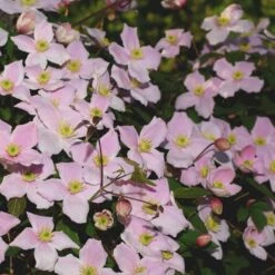 Bjerg-Skovranke 'Elizabeth' Clematis Montana 'Elizabeth' Potte 2,0 Liter,- Opbundet 60-100 Cm