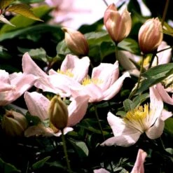 Bjerg-Skovranke 'Elizabeth' Clematis Montana 'Elizabeth' Potte 2,0 Liter,- Opbundet 60-100 Cm -Plantetorvet p20989 48624 clematis montana elizabeth e884